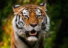 Officials Begin To Investigate Virus That Killed 72 Tigers In Thailand
