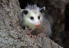 There’s More Than Meets the Eye: Can You Find the Opossum?