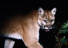 ‘Strike a Pose’: Campers Film a Cougar in their Campsite