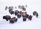 Bison Charge Snowmobilers in the Most Yellowstone Scene Ever
