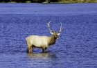 WATCH: Happy Elk Frolic in a Pond in Beaver, Oregon