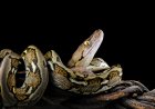 Reticulated Python Breaks World Record for Longest Wild Snake