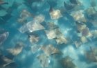 ‘Epic, Surreal’ Stingray Gathering in Florida Will Blow Your Mind