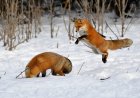 Delightful Video Shows Foxes Playing in the Snow