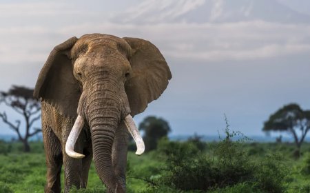 Man Shares His Distressing Discovery While Walking In Wildlife Habitat
