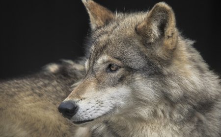 ‘First Time in a Century’: Gray Wolf Spotted in Los Angeles County