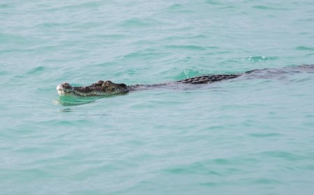 What’s That in the Ocean? Oh, It’s a Massive Crocodile.