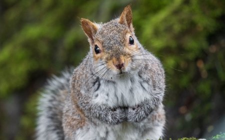 WATCH: Squirrel Disrupts Soccer Game, Crowd Can’t Get Enough