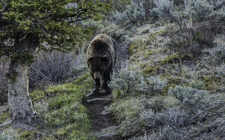 WATCH: Young Hiker Has First Grizzly Bear Encounter on the Trail