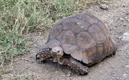 Tortoise Channels Top Speed to Escape Burning Shed (Video)