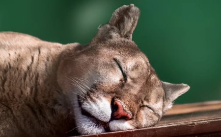 Trail Camera Catches Epic Photos Of Sleepy Mountain Lion