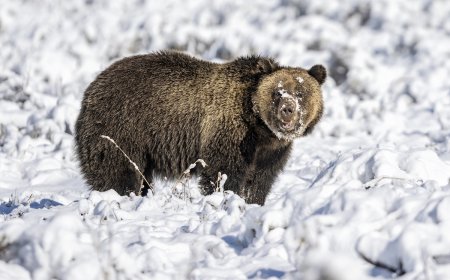 ‘Grizz in January!’ Very Early Grizzly Bear Spotted in Yellowstone