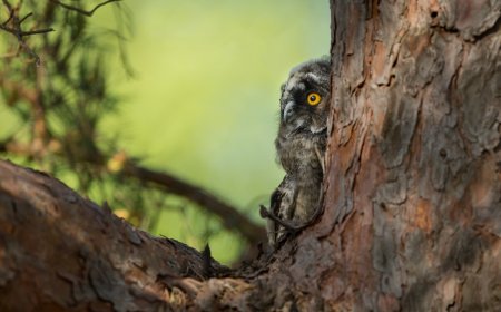 ‘Do You See It?’ How Long Until You Can Find the Owl?