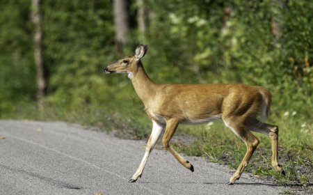 Woman Saves Deer Tangled in Metal Fence (Viral Video)