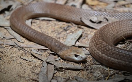 Deadly Snake Slithers Through Crowd at Golf Tournament (Video)