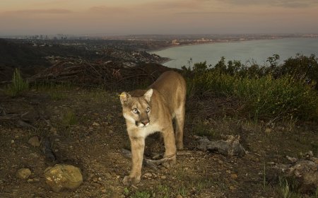6 Populations of Mountain Lions Now Protected in California