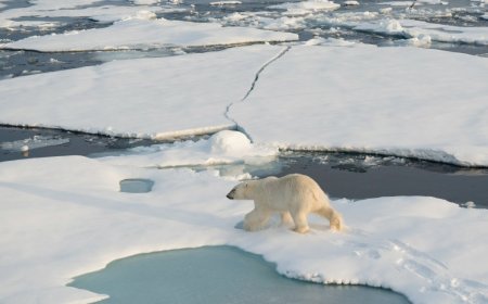New Research Shares Just How Important Polar Bears Are To The Ecosystem