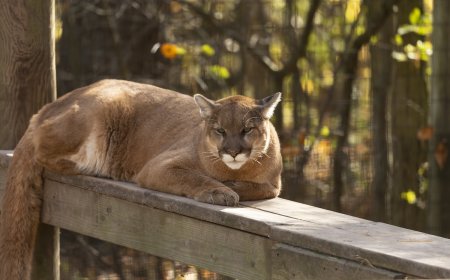 ‘Majestic and Mesmerizing’: Cougar Approaches Home in Canada