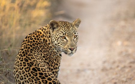 ‘Hidden in Plain Sight’: Can You Find the Leopard in This Video?