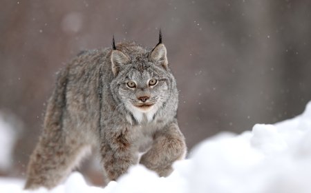 WATCH: Multiple Rare Lynx Sightings Near Ski Area in Canada