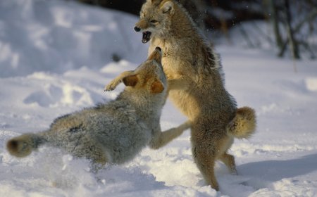 ‘Three Coyotes, Zero Chill’: Coyotes Fight Hard on Arizona Porch