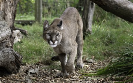 ‘Amazing Moment’: Puma Emerges From Forest in Costa Rica