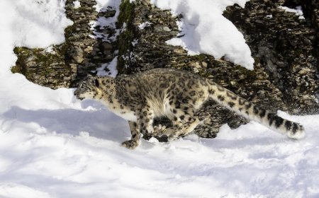 Eight Hours in the Snow Results in ‘Dream’ Snow Leopard Footage