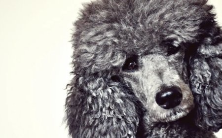 Dog Makes An Unlikely Friend At The Beach And The Internet Loves It