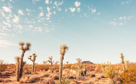 Park Ranger Can’t Contain Joy After Seeing Rare Desert Creature