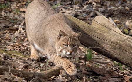 WATCH: Bobcat vs. Bobcat in Kern River Campground
