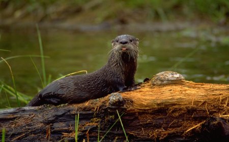 Playful River Otters Have a Blast in Front of Florida Trail Camera