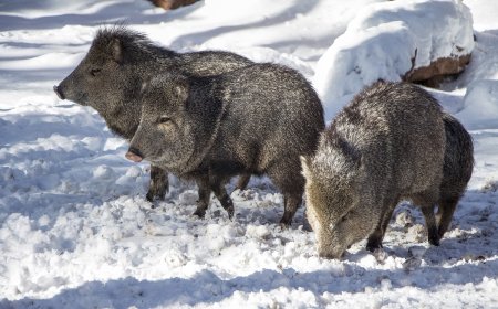 WATCH: Javelinas Navigate Snow in Arizona’s High Country
