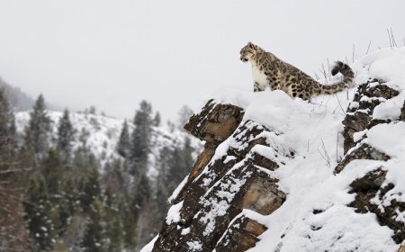What Happens Next? Snow Leopard vs. Massive Ibex (Video)