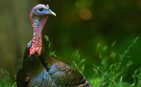 Wild Turkey Causes Traffic Jam At A Crosswalk In N.Y.C.