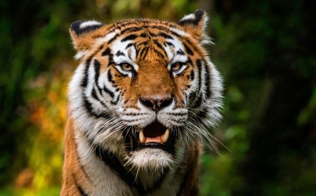 Officials Begin To Investigate Virus That Killed 72 Tigers In Thailand