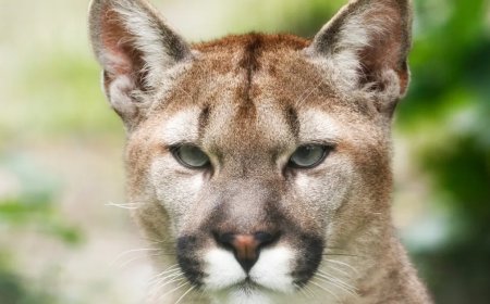 California Family Set Out Coyote Trap Only To Catch A Mountain Lion