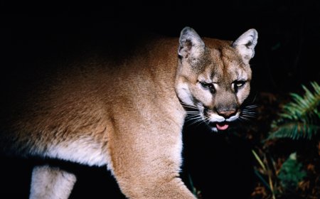 ‘Strike a Pose’: Campers Film a Cougar in their Campsite