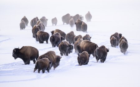 Bison Charge Snowmobilers in the Most Yellowstone Scene Ever
