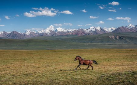 Couple Rescues Wild Horse Stuck in a Ditch (Video)