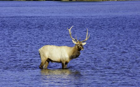 WATCH: Happy Elk Frolic in a Pond in Beaver, Oregon
