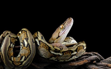 Reticulated Python Breaks World Record for Longest Wild Snake