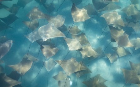 ‘Epic, Surreal’ Stingray Gathering in Florida Will Blow Your Mind
