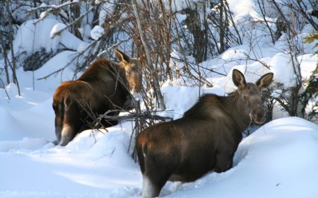 WATCH: Skier Approaches Moose in Colorado (It Doesn’t Go Well)