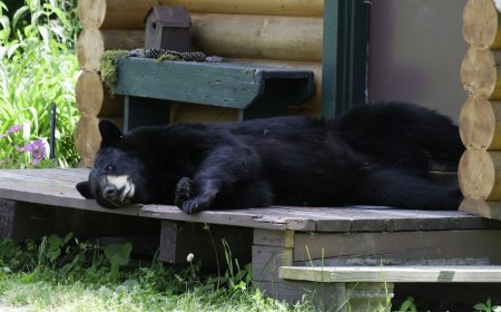 Doorbell Cam Catches Bear Trying to Swipe Package (Video)