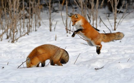 Delightful Video Shows Foxes Playing in the Snow