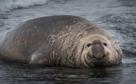 Popular Bay Area Park Closes After Experts Found Cases Of Bird Flu And Dead Animals