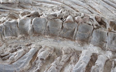 Fossil Hunter Comes Across Stunning Find in Missouri, See It Here