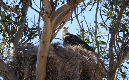 Hope After Tragedy: A New Egg for Famous Bald Eagle Couple
