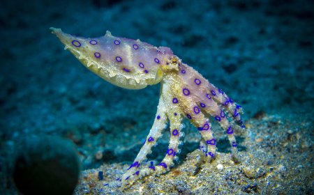 WATCH: Man Accidentally Handles Deadly Animal, and Films It