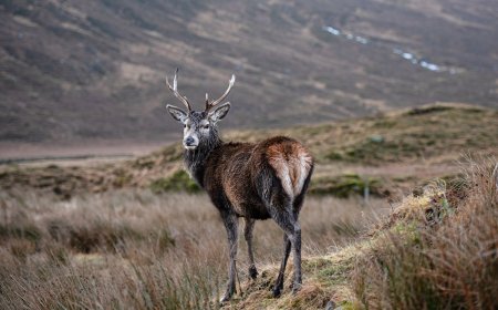 WATCH: ‘Magical’ Moment Stag Licks Hiker’s Camera